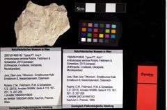 Foto (Objket + Etiketten) von Ambulocapsa sentosa (Robins, Feldmann & Schweitzer, 2013) 